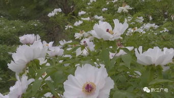 黑牡丹花，花瓣层层叠叠
