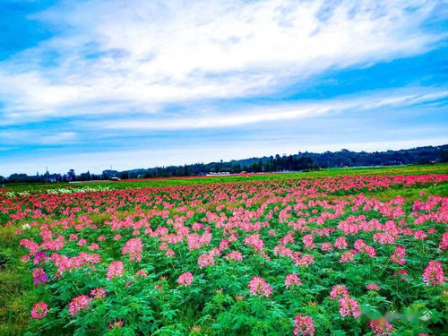 “花开月月，精彩绽放