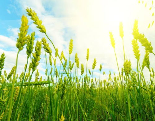 先正达金dou尔和金庆202混合，杂草防效揭秘！