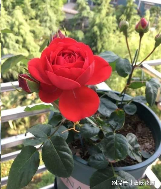 红蜘蛛的防治，从了解开始