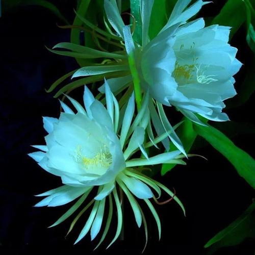 昙花：夜色中的美丽使者