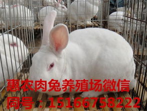 鲁南泰山长毛兔，一种产自山东的优良肉兔品种
