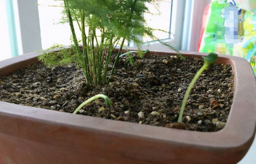 苗期浇水，那是个啥玩意儿？