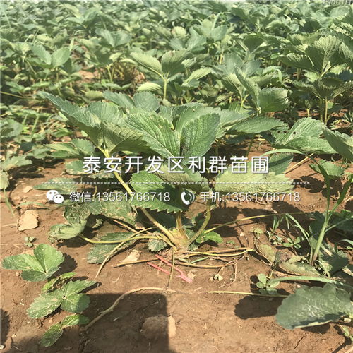喷完乙草胺，啥时候Neng栽红薯苗？