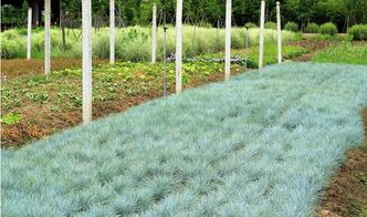 园林常用品种推荐