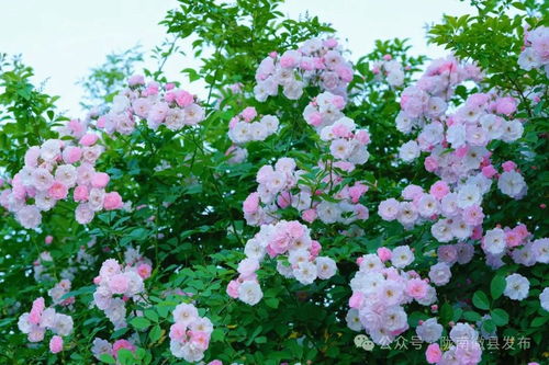 属于大丰的“蔷薇风”文艺和浪漫