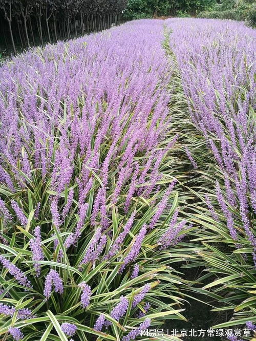 气候条件的影响