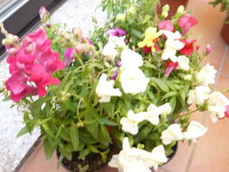 夏日花朵盛宴：七八月开的花儿知多少？