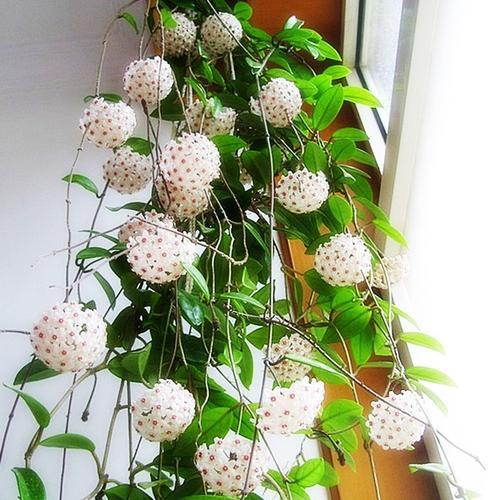 吊兰和球兰：耐阴的百合科植物