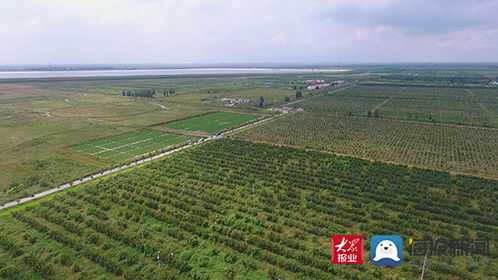 潍坊滨海区大规模种植盐碱玫瑰，探索盐碱地生态农业新模式