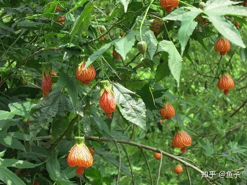 纹瓣悬铃花繁殖，扦插和播种方法简单吗