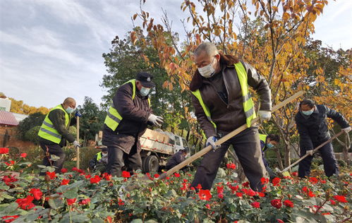 及时灌冻水：保护月季根系过冬