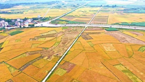 沙藏山杏种子育苗避坑指南