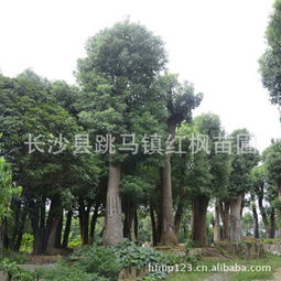 表现好的苗木