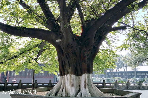 第二步：脱盆， 小心翼翼地取出绿宝树