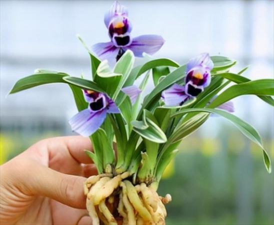 云花香，一枝难求