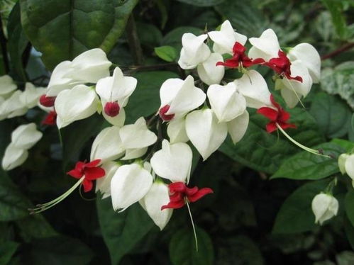 缺少阳光：龙吐珠不开花的原因