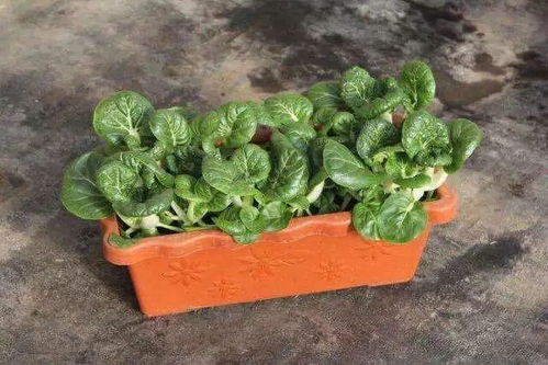 风景树苗、 经济树苗、果树苗