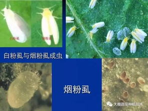 虎刺梅虫害防治指南：8种虫害及应对策略