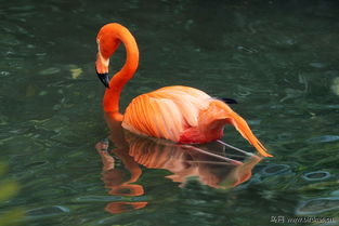 红鹤的美丽与象征意义