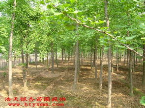 银杏树苗最佳种植时间和方法是什么