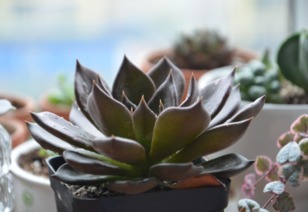 黑王子怎么养长得快？老花匠教你几个小妙招