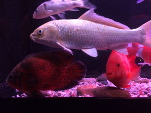 七彩鱼和燕鱼混养时应该喂什么饲料，以及七彩鱼可以和哪些鱼种混养？