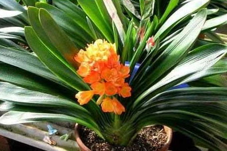 君子兰开花时间一般是几点钟？附赠催花小妙招