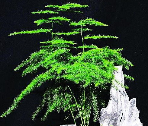 文竹花怎么养殖？光照和浇水要注意什么