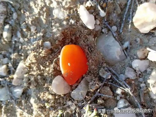 新疆兵团第八师石总场职工采收籽用西葫芦
