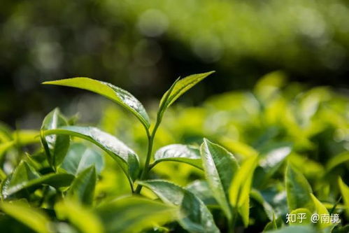 红花油茶与白花油茶的养护要点