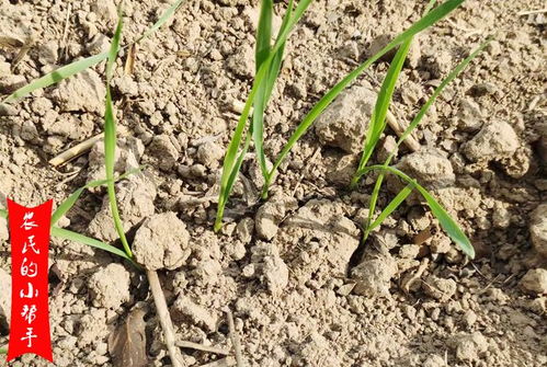 不同情况， 不同除草剂