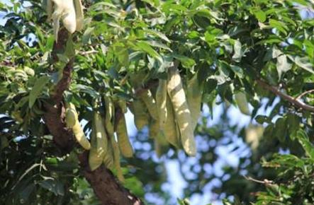 关键种植参数，抗寒品种筛选