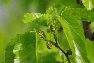 小麦种植，农药混用要注意啥？