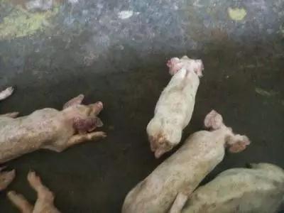 如何有效防治猪血痢、黑痢和密螺旋体痢疾？