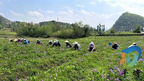 白芨种植适宜在哪些气候和土壤条件下