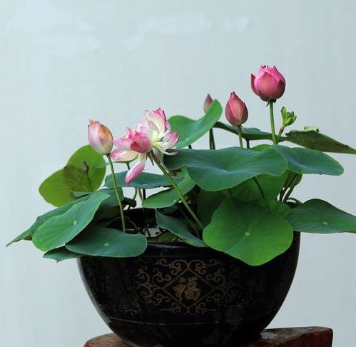 揭秘碗莲生长之谜：为何只长茎不长叶？