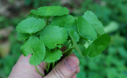 还有那些小秘诀哦