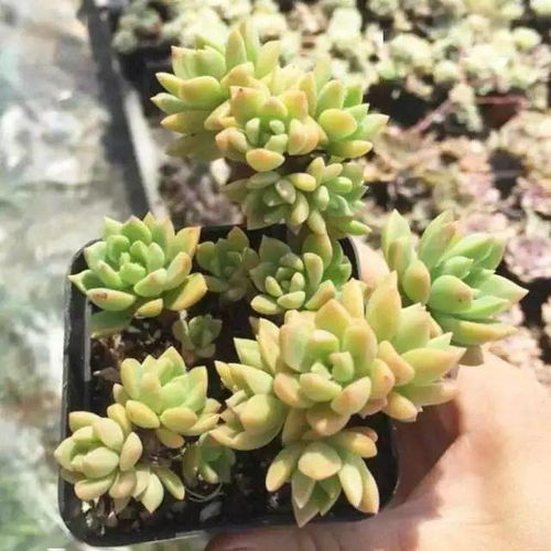 圆叶马齿苋：耐寒的小美人