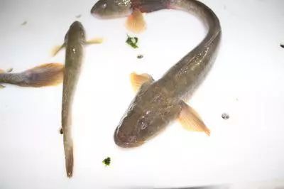 金鱼缸里到底应该放多少盐？这些盐度误区是否正在悄悄杀死我的鱼儿？