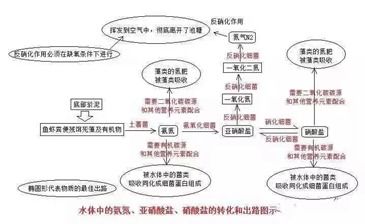青绿饲料硝酸盐超标？科学管理是关键