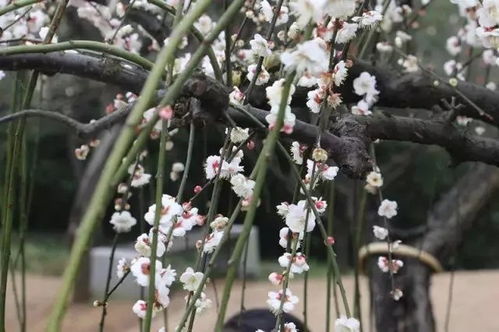 水梅花草本，多品种爆款，草本花卉新宠