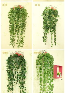 叶子藤挂墙上好kan吗？