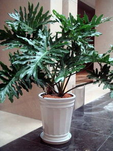 室内花卉的装饰与心灵寄托