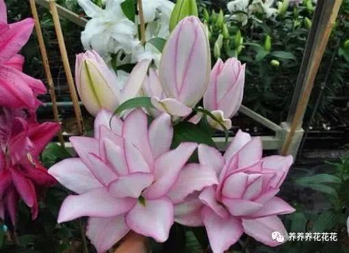 百合花种植后如何进行有效的养护管理