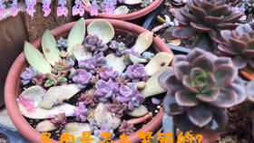 多肉荷叶莲的养殖环境