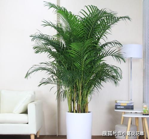 客厅的绿植选择