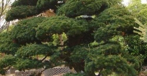 盆景名贵树种排行，你家有“金弹子”吗