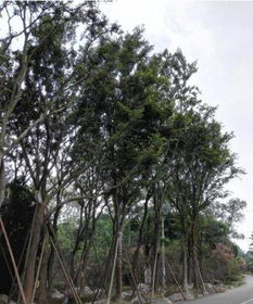 朴树木材与城市绿化