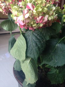 绣球花蕾打蔫，为何突然枯萎